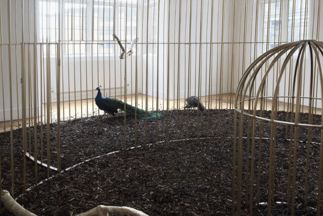 Mircea Cantor, instalation view of The Need for Uncertainty, Camden Art Centre, 2009. 
