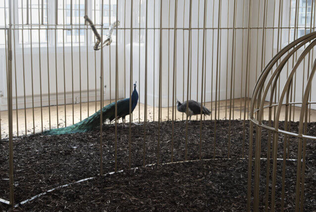 Mircea Cantor, instalation view of The Need for Uncertainty, Camden Art Centre, 2009. 