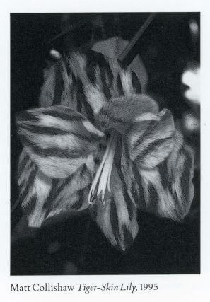 Mat Collishaw, work made during a residency at Camden Art Centre, 1995