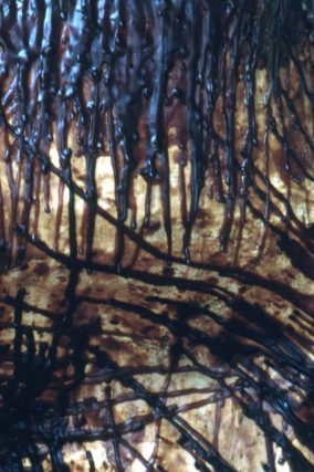 Stephen Nelson, Tepuis, Camden Art Centre, 1996 