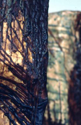 Stephen Nelson, Tepuis, Camden Art Centre, 1996 