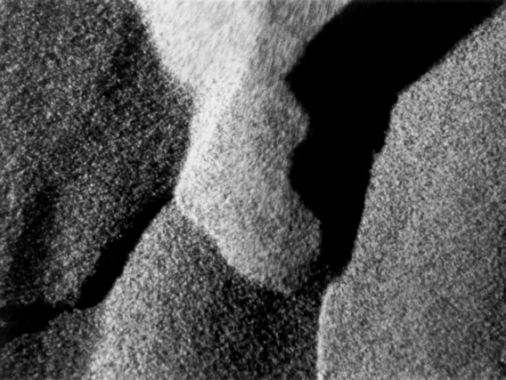 Garden Nights: Alaya and other films by Nathaniel Dorsky