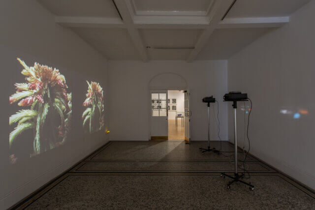 Installation view of 'The Botanical Mind: Art, Mysticism and The Cosmic Tree' at Camden Art Centre, 2020. Photo: Rob Harris
