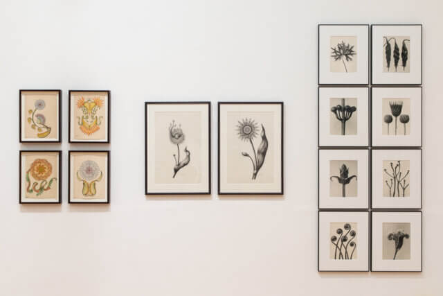 Installation view of 'The Botanical Mind: Art, Mysticism and The Cosmic Tree' at Camden Art Centre, 2020. Photo: Rob Harris