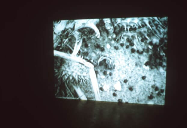 Installation view, Lois Weinberger, Camden Art Centre Garden, 2000