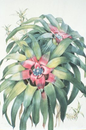 Margaret Mee. Courtesy of Royal Botanic Gardens Kew