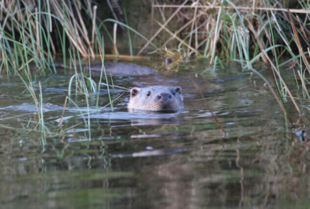 Build an Otter Den