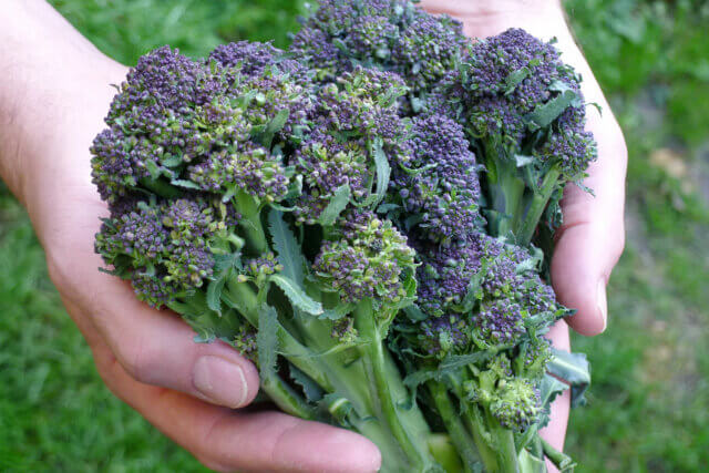 Ruth Ewan, Brocolli