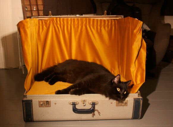 Serena Korda, The Black Cat Auditions, 2012