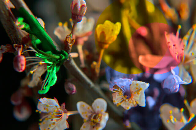 The Botanical Mind: Exhibition Activities