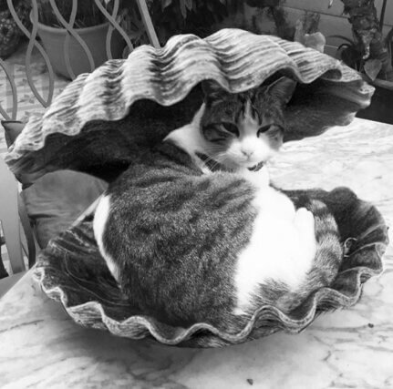 Athanasios Cat