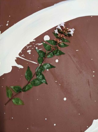 Phoebe Collings-James, Detail of work in progress, Jasmine plant and titanium slip on black clay, 2021.