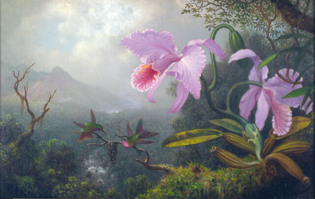 Martin Johnson Heade, Sun Angel Hummingbirds on a Branch Near Two Orchids c.1800. Oil on canvas, 35.6 × 55.9 cm. Worcester Art Museum, Massachusetts