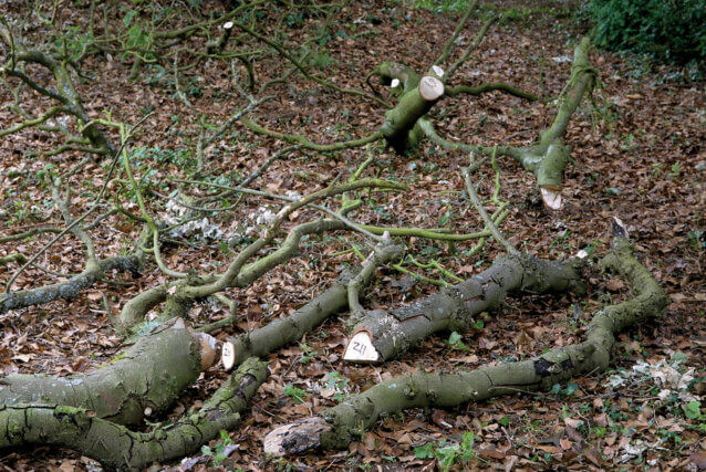 that open space within, 2008. Photo: Andy Keate. © the artist; courtesy Thomas Dane Gallery, London