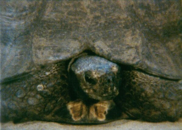 João Maria Gusmão + Pedro Paiva. Turtle, 2011 / 16mm film still, colour, no sound / 2'40".