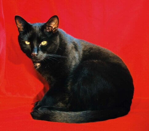 Serena Korda, The Black Cat Auditions (Andromeda) 2012, digital photograph.