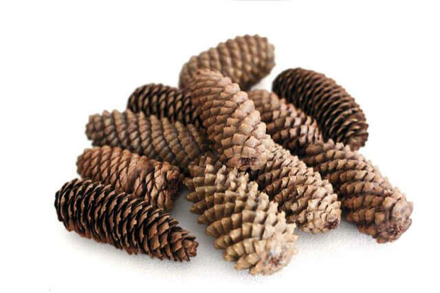 Ruth Ewan, Pine cones from A Revolutionary Advent Calendar, 2013 / Photo: Bartosz Stawiarski. Courtesy the artist and Rob Tufnell, London.