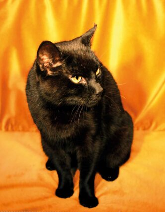Serena Korda, The Black Cat Auditions (Andromeda) 2012, digital photograph.