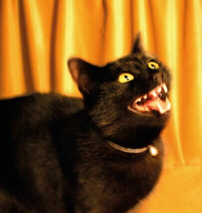 Serena Korda, The Black Cat Auditions (Andromeda) 2012, digital photograph.