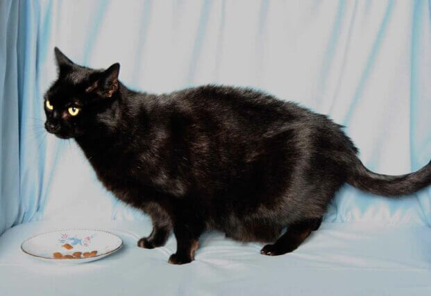 Serena Korda, The Black Cat Auditions (Andromeda) 2012, digital photograph.