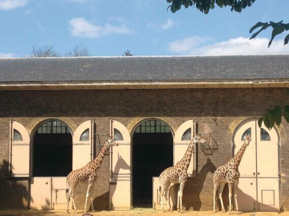 Giraffes in London Zoo as seen from the road running through Regents Park, London. Photo: Jesse Wine