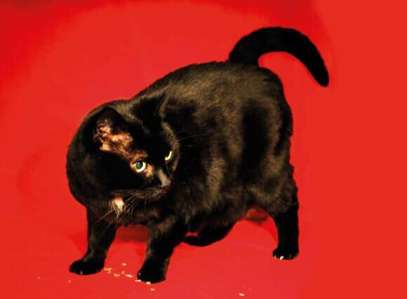 Serena Korda, The Black Cat Auditions (Andromeda) 2012, digital photograph.