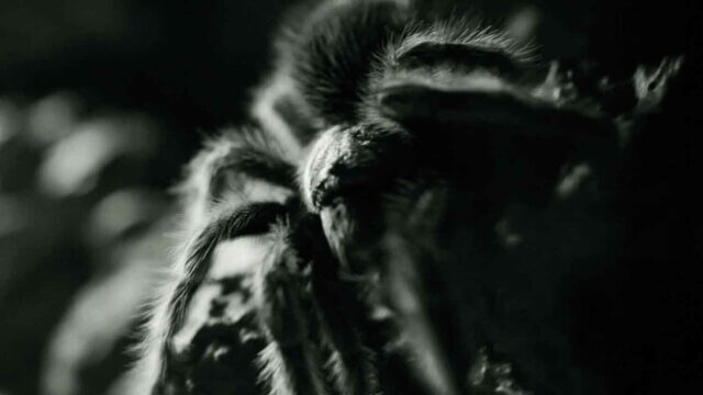 Serena Korda, The Transmitters 2012 (stills) HD video.