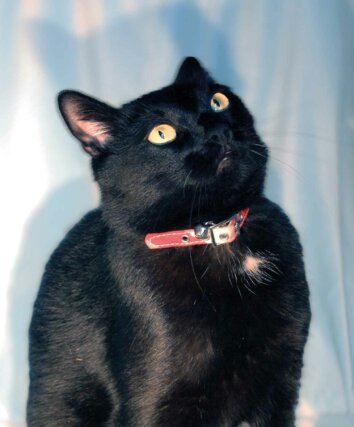 Serena Korda, The Black Cat Auditions (Andromeda) 2012, digital photograph.