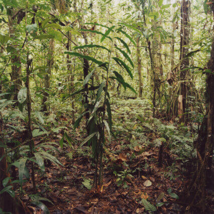 Hannah Collins, The Fertile Forest (detail), 2013–15, installation of silver gelatin and c-type photographs with text and plant sculptures.