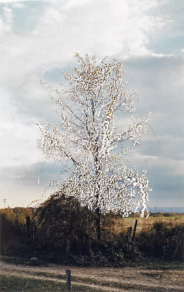 Where the sky fills in (2002) Cut c-print, courtesy The Museum 
of Modern Art, New York. Fractional and promised gift of Agnes Gund  in honour of Elaine Dannheisser (2002) © the artist