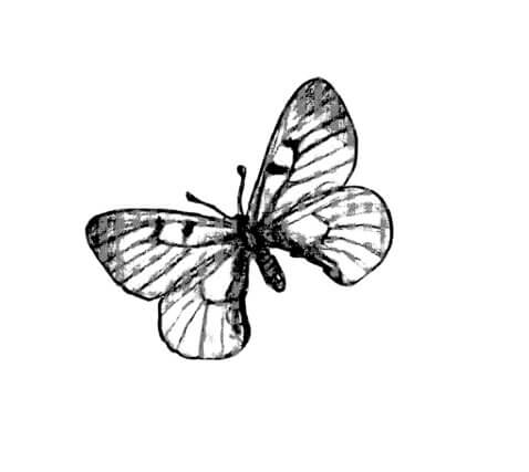 Parnassius mnemosyne drawing 
by Vladimir Nabokov