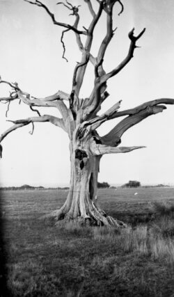 Paul Nash Dead Tree, Romney Marsh 1930–34 © Tate Archive