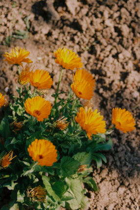 Getting Started with your Botanical Dyes Garden