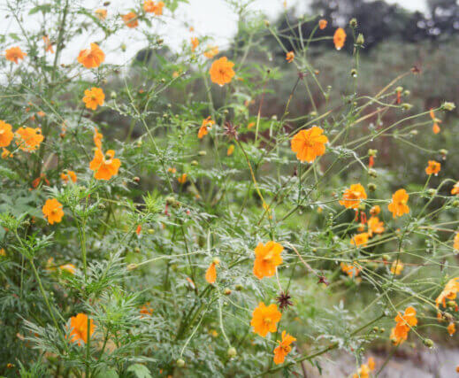Getting Started with your Botanical Dyes Garden
